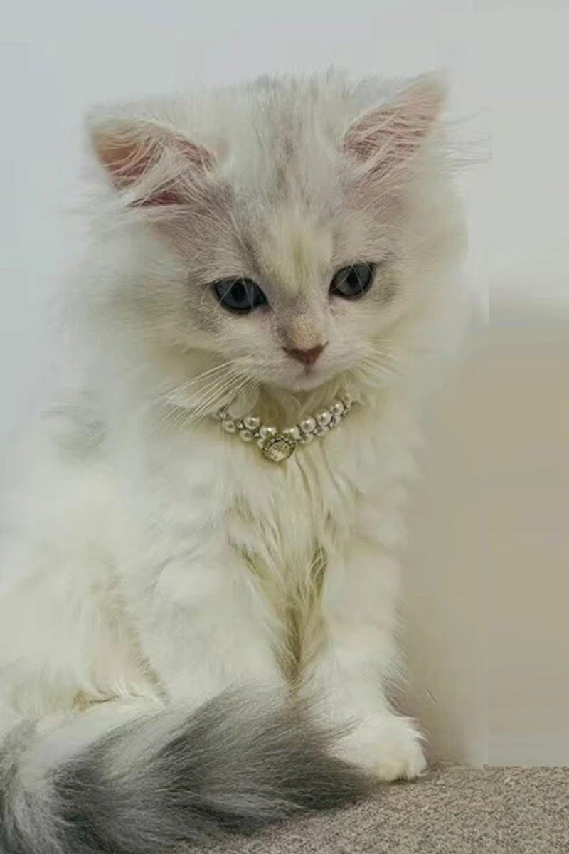 Luxury Cat Puppy Necklace Rhinestone Collar for Cats Small Dogs Ragdoll Cat